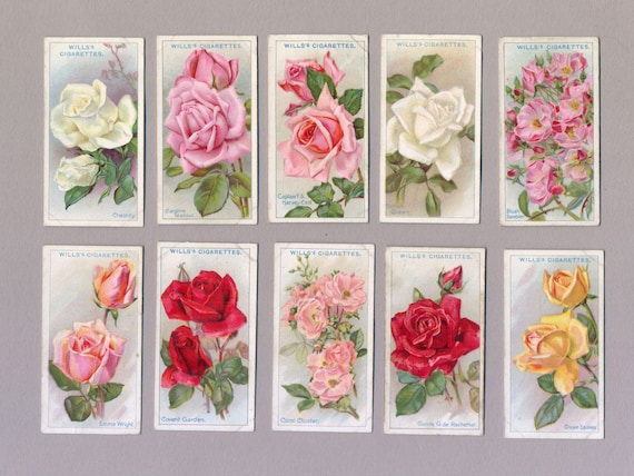 Roses Cigarette Cards | 1926 Wills Cigarette Cards | 50 Cards | Rose  Variety Pictures | 1920's Roses