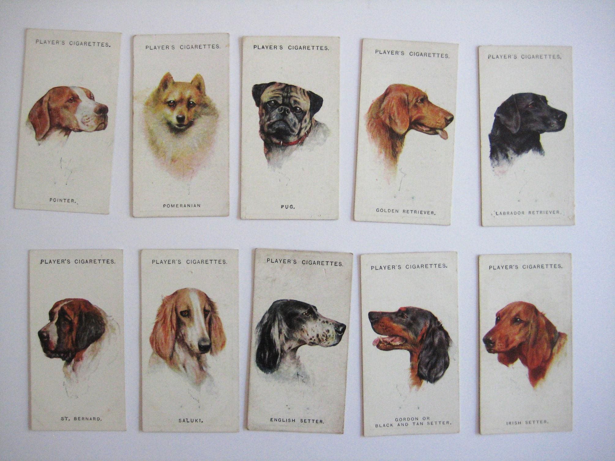 Dogs Heads, 1929 | 50 Players Cigarette Cards | Dog Cigarette Cards |  1920's Dog Breed Pictures