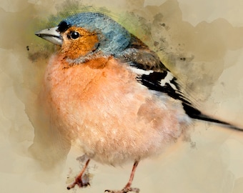 Chaffinch fine art bird print, Common Chaffinch decor, bird print.