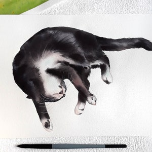 May include: Watercolour painting of a black and white cat sleeping on its back with its paws in the air.
