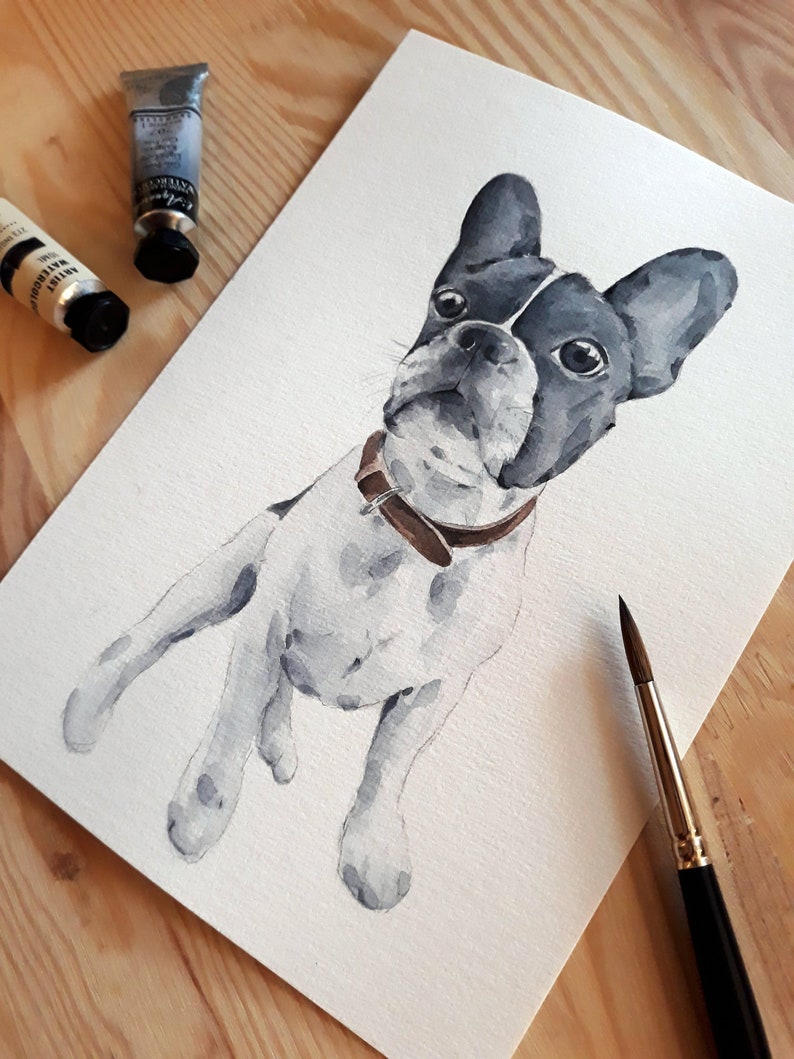 May include: Watercolour painting of a French Bulldog sitting on a white background. The dog is black and white with a brown leather collar.