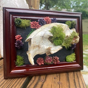 Framed porcupine skull