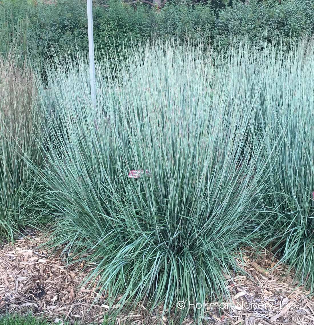 blue stem grass blue stem grass