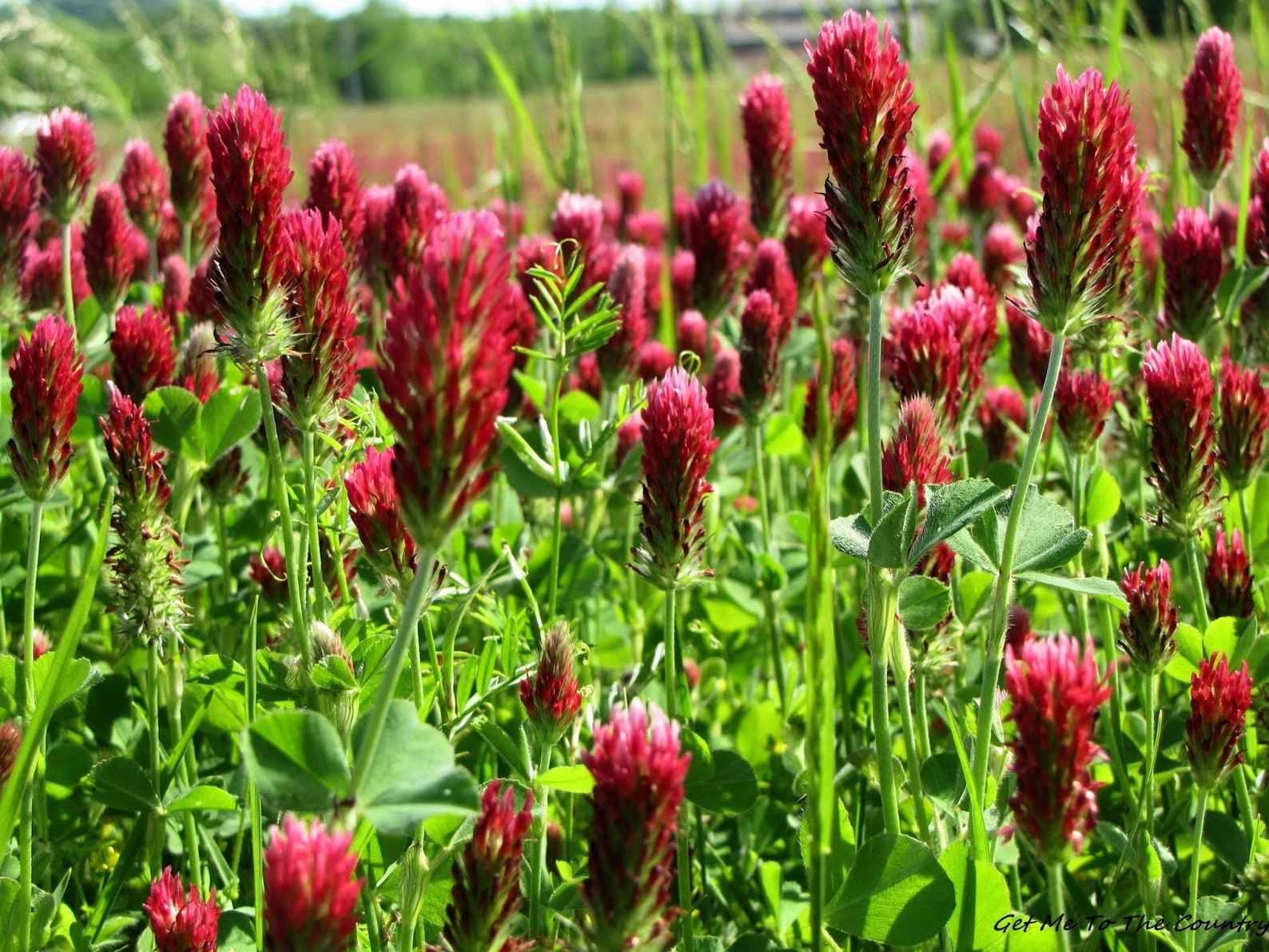 Organic Red Crimson Clover Trifolium Incarnatum 15000 Bulk Etsy