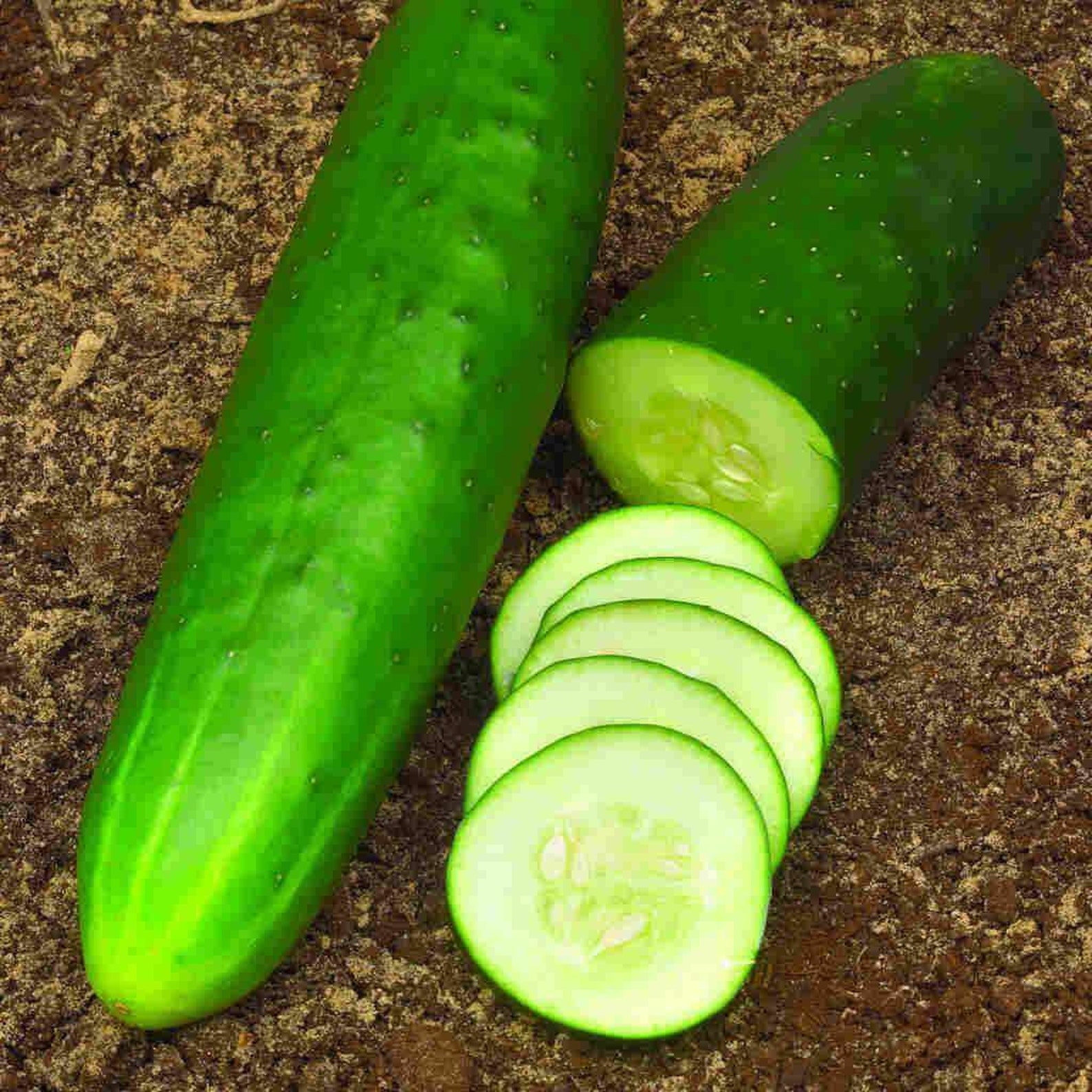 250 Straight 8 Cucumber Seeds 1/4 Oz Non GMO Organic Survival Etsy