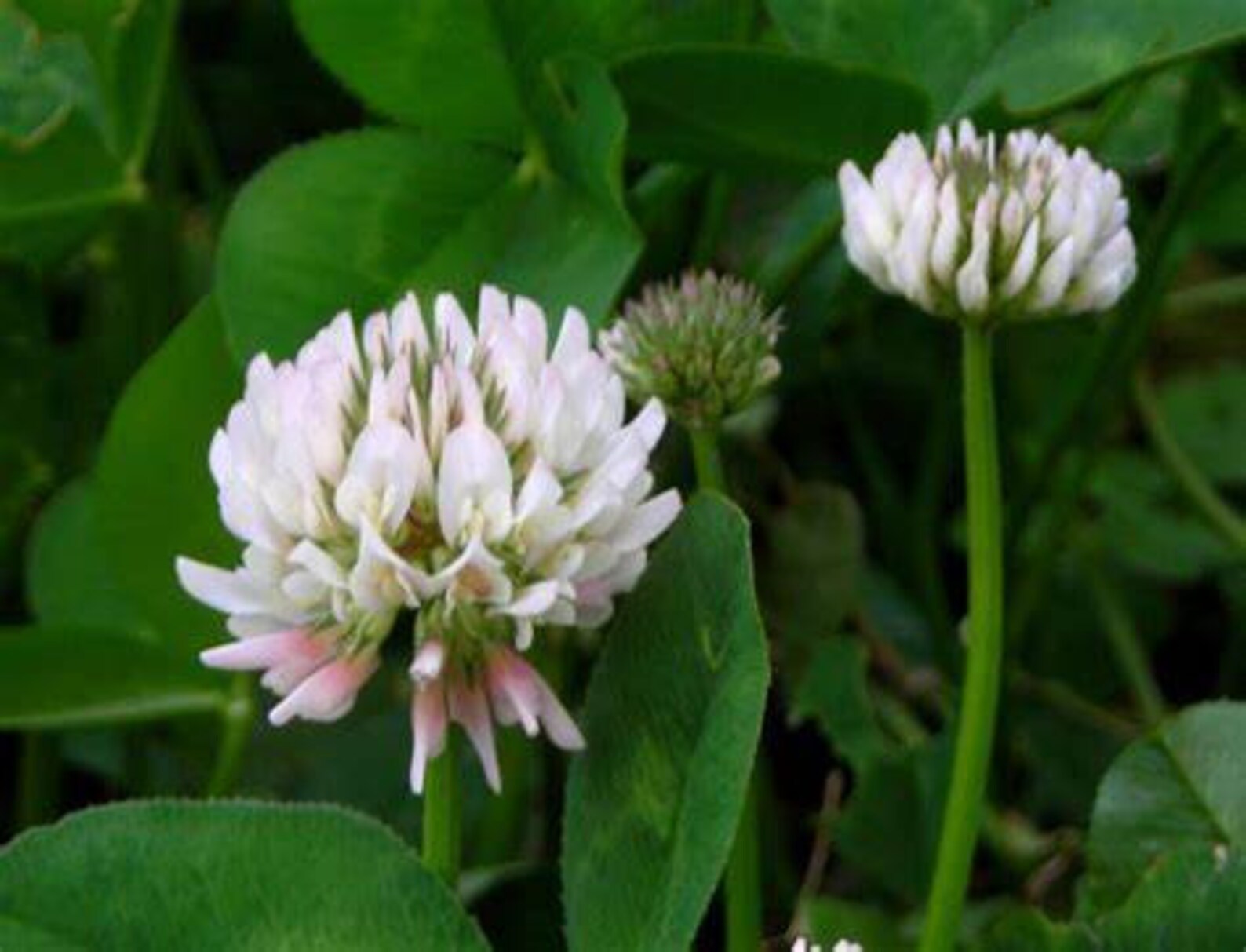 White Dutch Clover 150000 Seeds Bulk USA Harvested Pollinator | Etsy