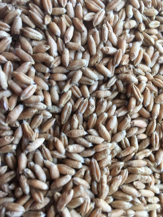 5 pound Microgreens Triticale wheatgrass seeds salad sprouts micro green Organic