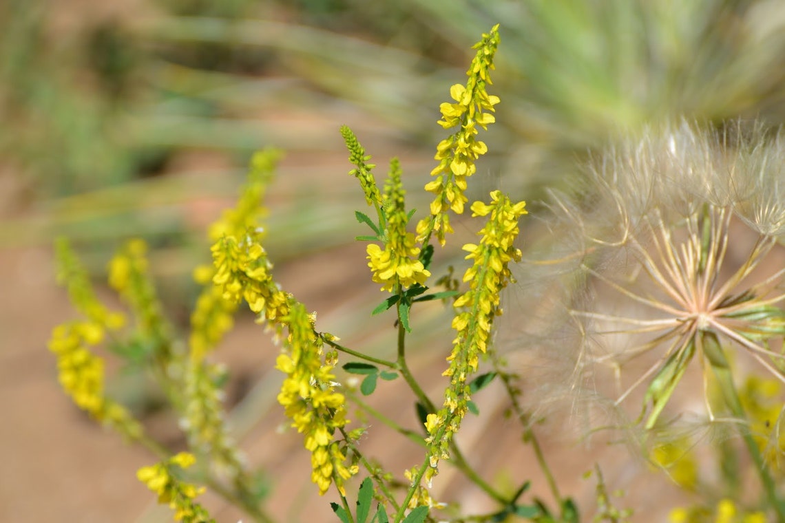 Yellow Sweet Clover 45000 Bulk Seeds USA Harvested Pollinator Etsy