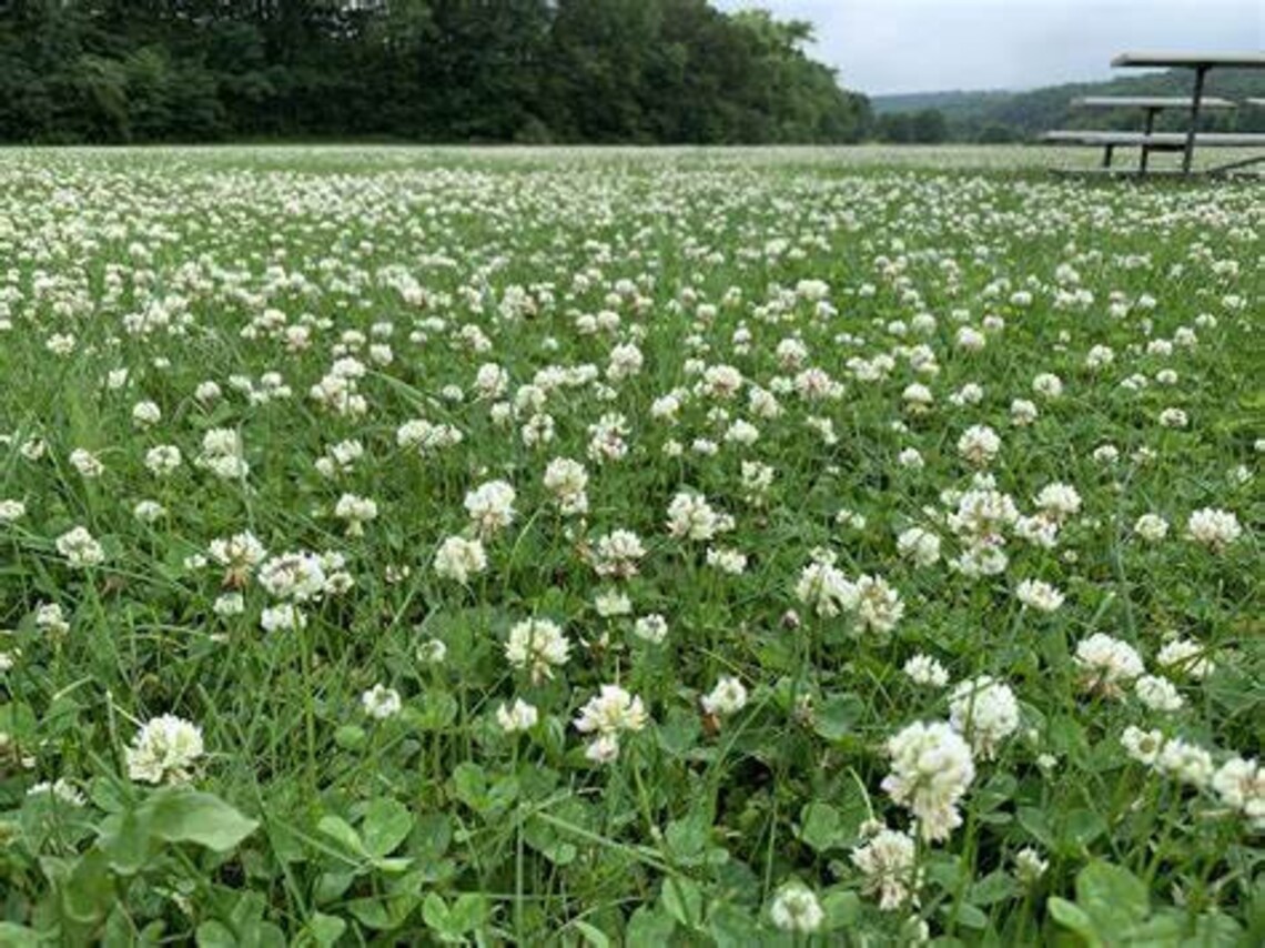 White Dutch Clover 150000 Seeds Bulk USA Harvested Pollinator Etsy