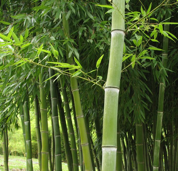 5-PACK Cold Hardy /'Giant Henon/' Blue Running Bamboo Rhizome FLOOD PREVENTION