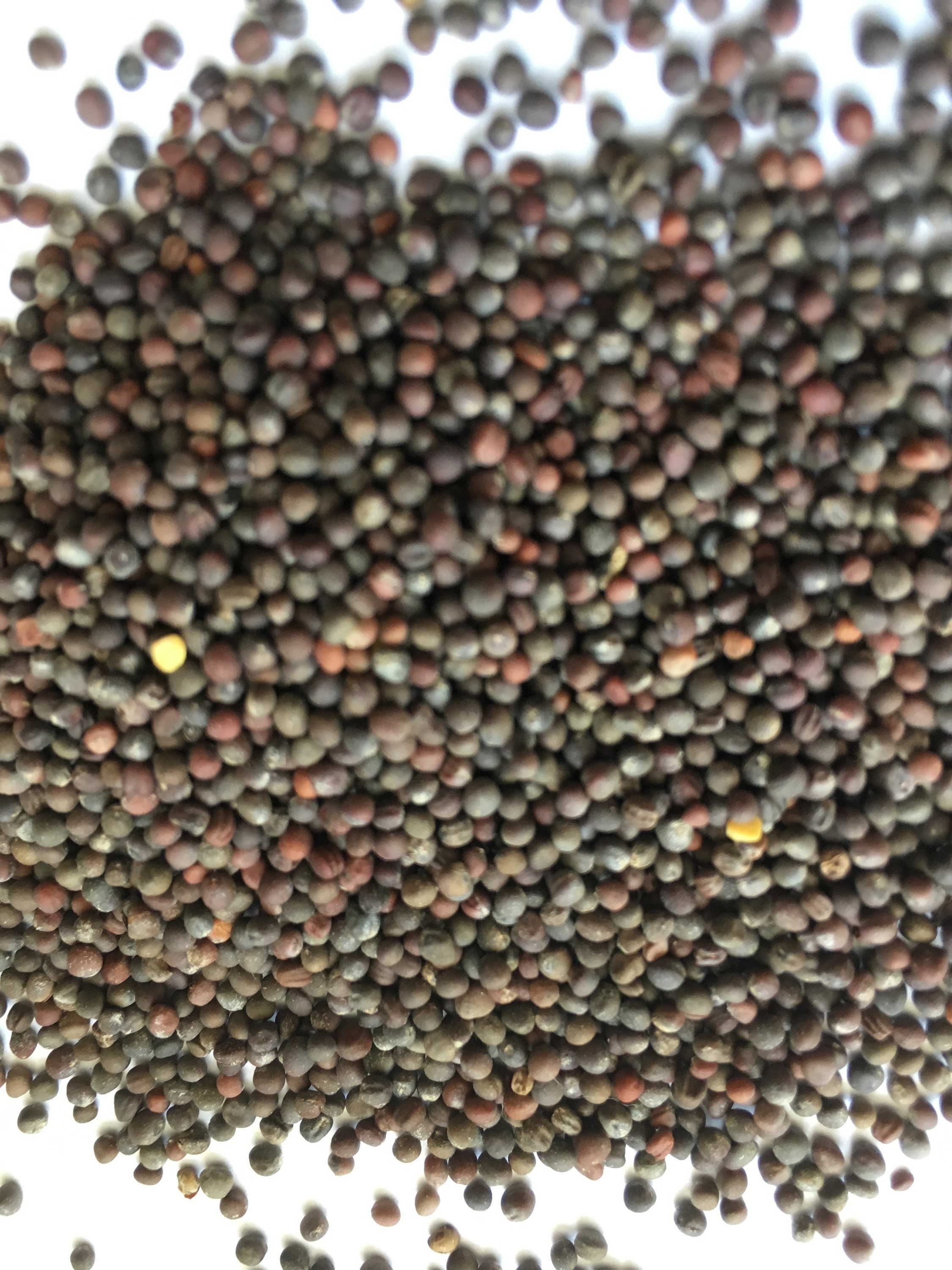 3 ounces Vates Collard Greens seeds Organic Non gmo Harvest in Etsy