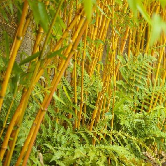 Rufa Clumping bamboo seeds USA SELLER 50 Fargesia sp