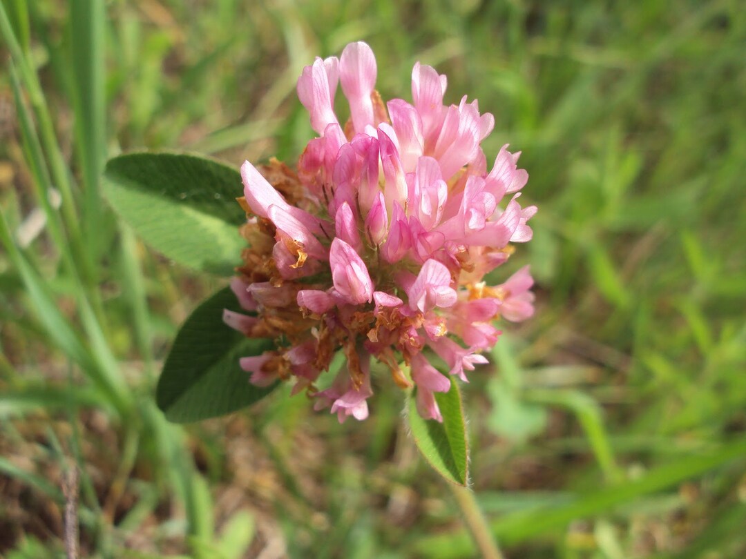 Strawberry Clover 15000 Seeds Bulk USA Harvested Pollinator Etsy