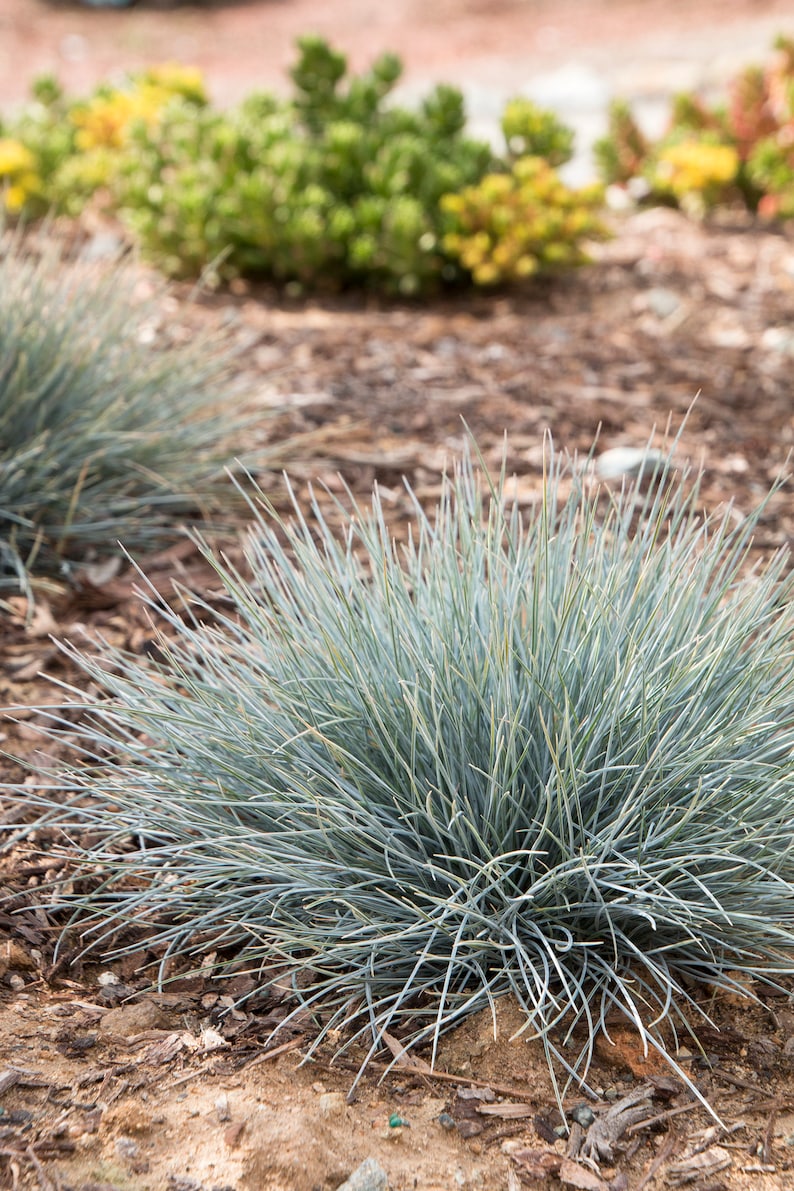 5000 BLUE FESCUE Seeds Fesnea Glauca Ornamental Grass Seeds Etsy