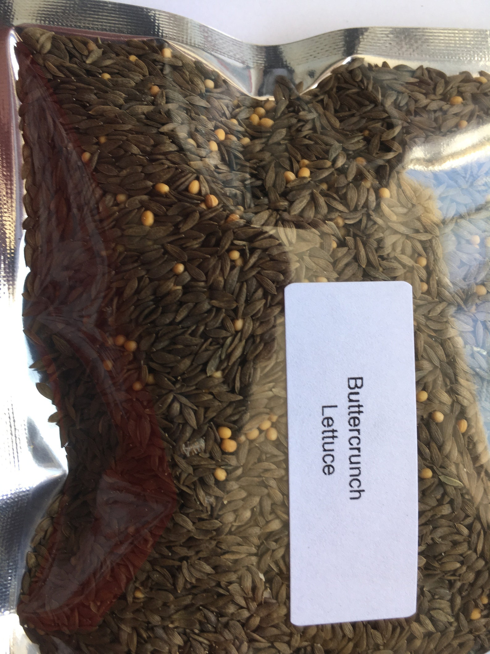 50000 Spicy Buttercrunch Lettuce seeds salad sprouts Ships Etsy