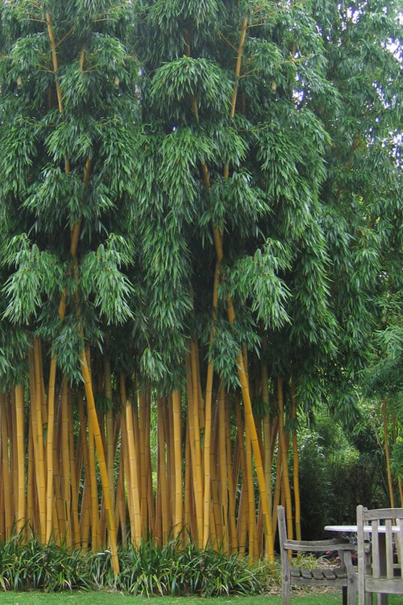 1000 fresh Chinese Timber Bamboo Seeds Phyllostachys Vivax Etsy