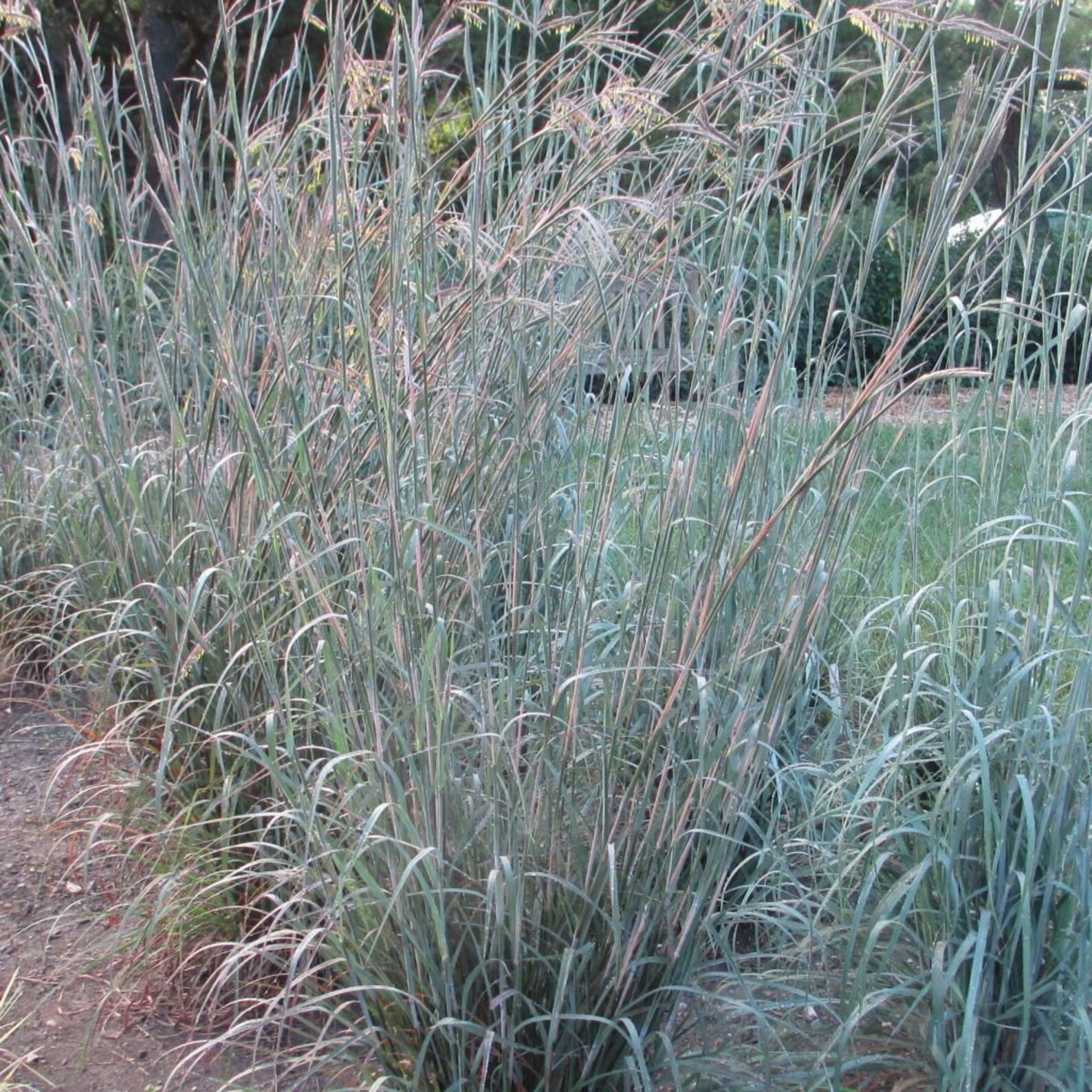 7000 Ornamental Big Bluestem Grass Beardgrass Seeds USA Etsy