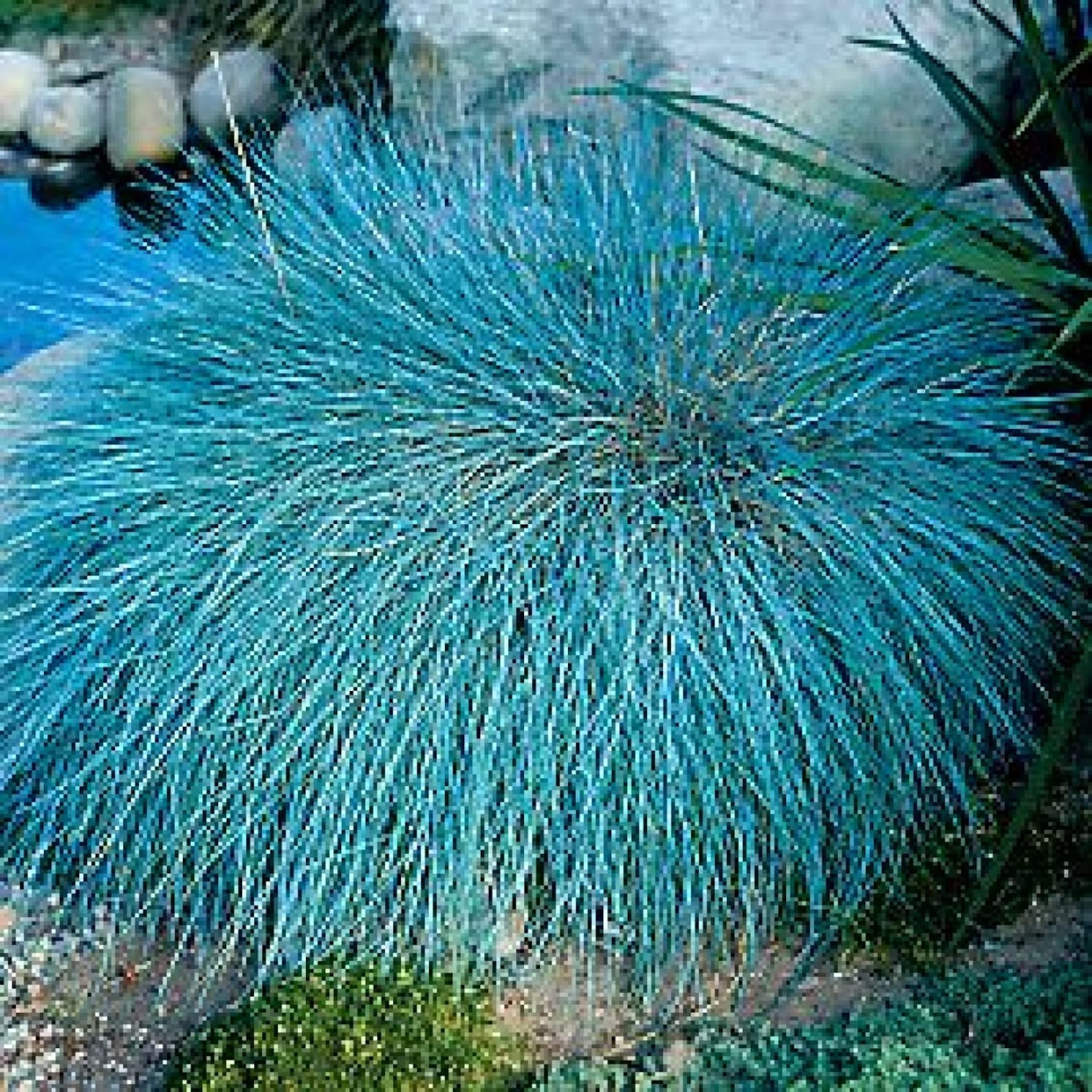 Blue Love Grass Eragrostis Elliottii 25000 Seeds Ornamental Etsy