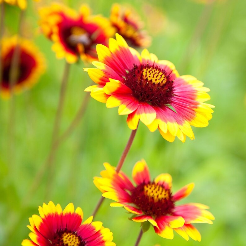 BLANKET FLOWER Gaillardia Aristata 5000 Bulk Seeds harvested Etsy