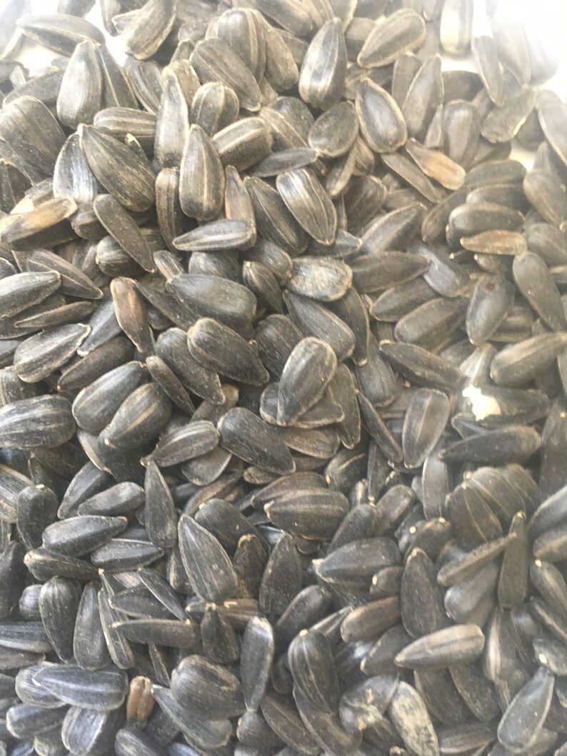 4800 Microgreens Organic Black Oil Sunflower seeds Ships from Etsy