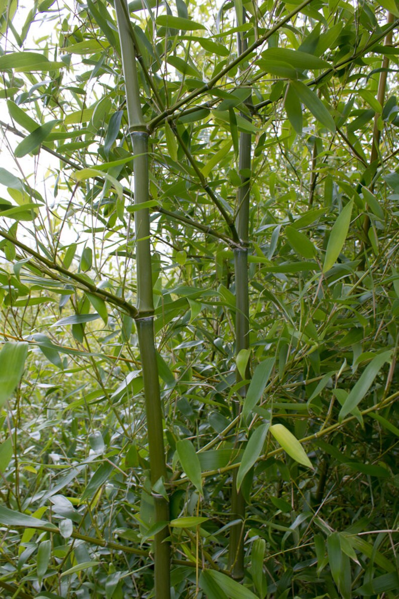 50 Timber Bamboo Seeds Phyllostachys Mannii decora aka Etsy