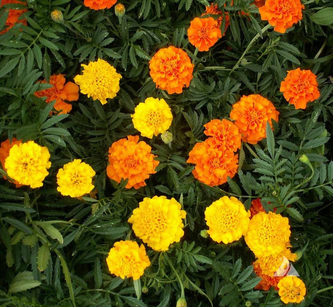 4000 African Marigold Crackerjack Flower Seed Mix USA Seller Etsy