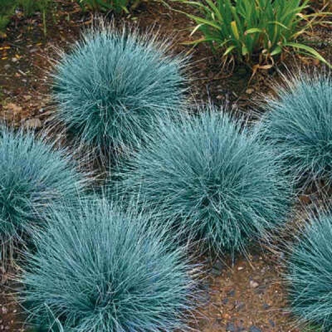 Blue Love Grass Eragrostis Elliottii 25000 Seeds Ornamental Etsy