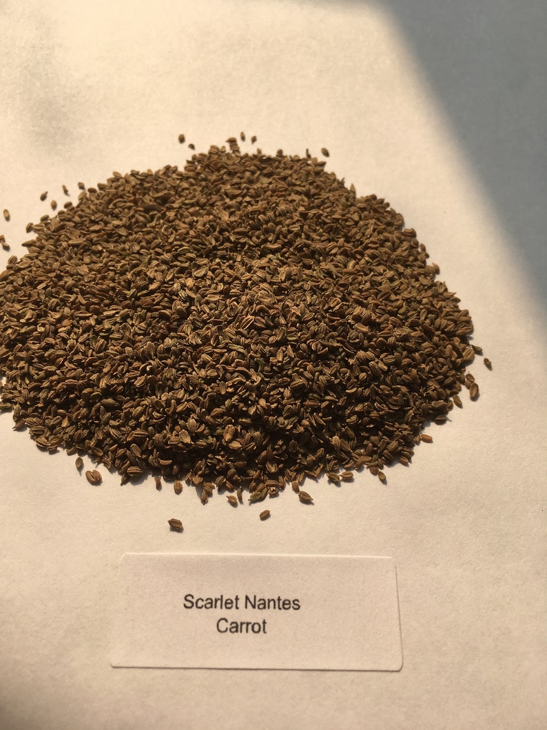 4500 Scarlet Nantes Carrot Seeds Bulk Microgreens Organic Non Etsy