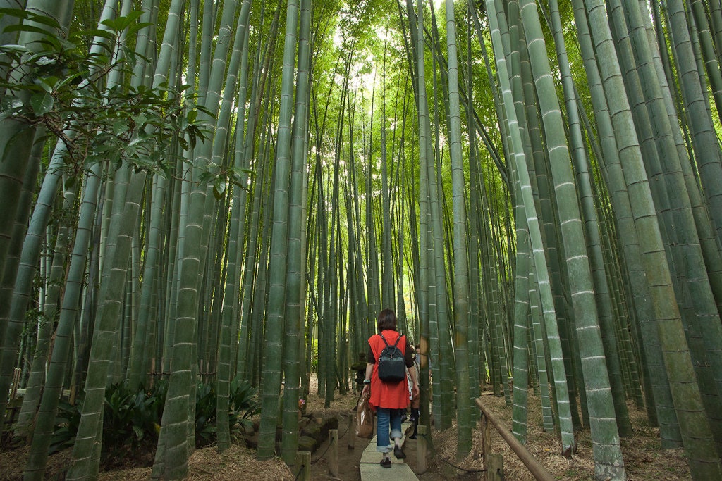 100Pcs Colorful Phyllostachys Pubescens Moso-Bamboo Seeds Garden Plants Code
