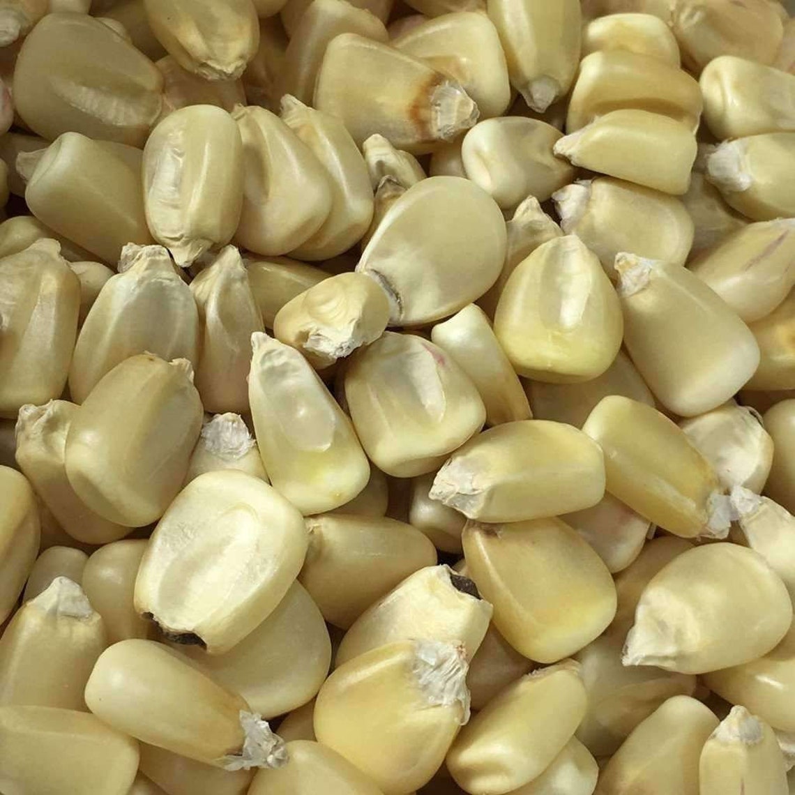 960 Truckers Favorite White Dent Corn Seed Survival Make Flour Etsy
