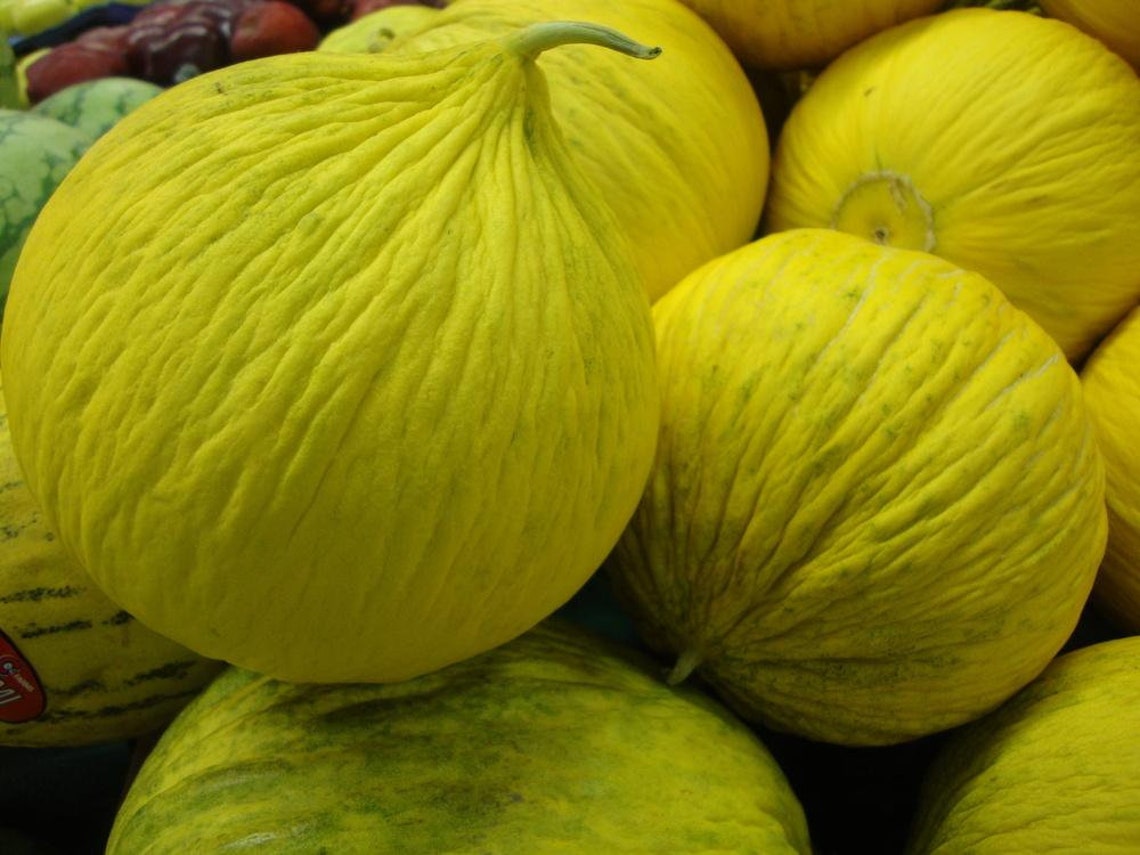 50 Organic Golden Beauty Casaba Melon Seeds USA Seller Non GMO Etsy
