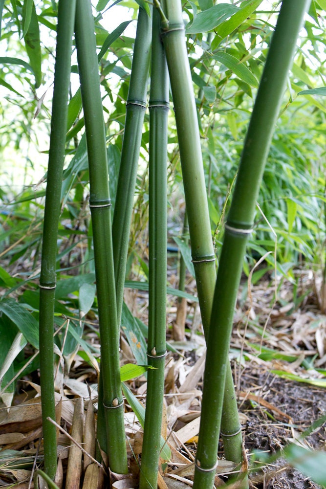 50 Timber Bamboo Seeds Phyllostachys Mannii decora aka Etsy