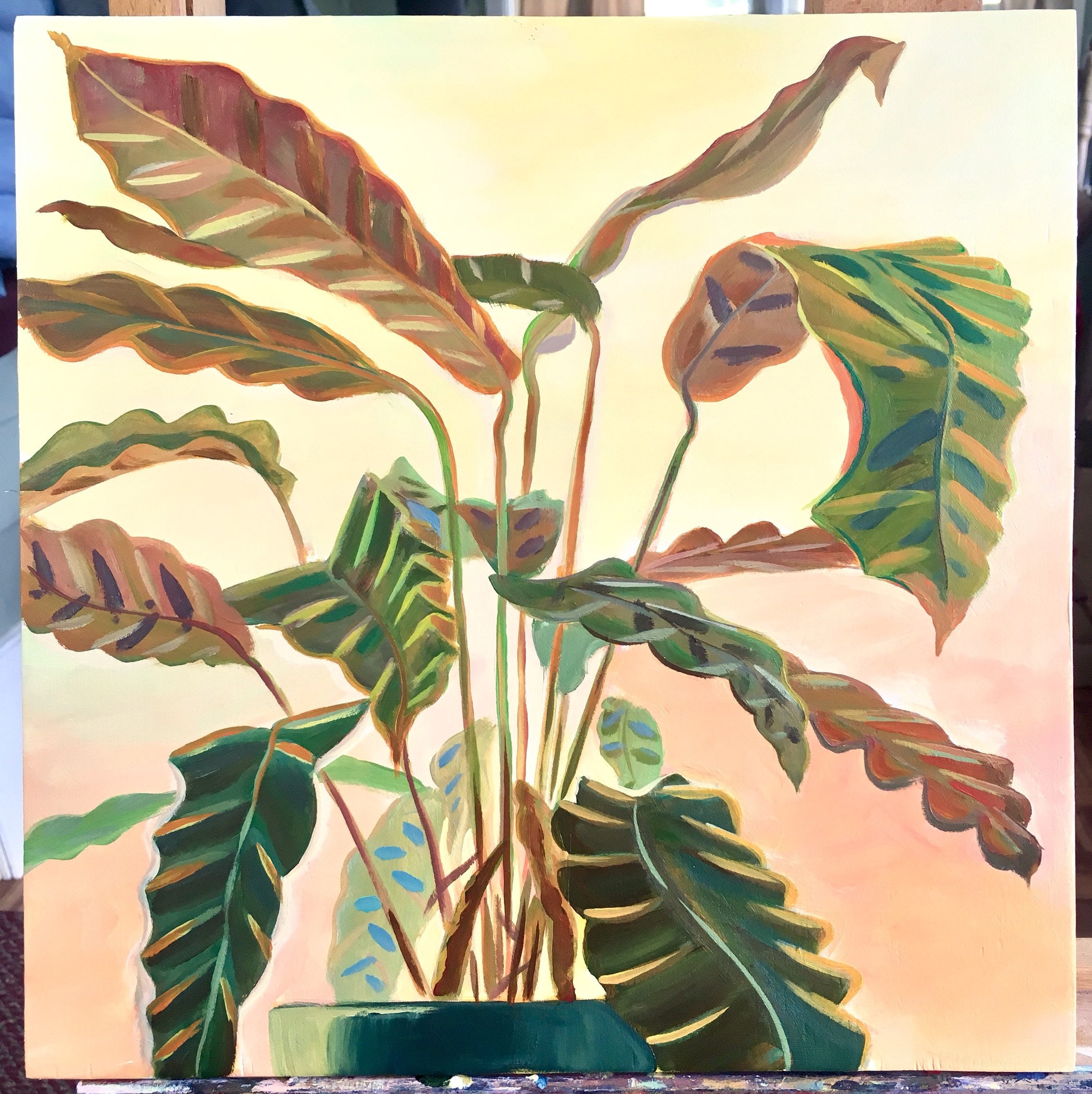 dracaena massangeana Corn Plant (Dracaena Fragrans 'Massangeana') main image 0