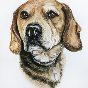 May include: Watercolor painting of a brown and white beagle dog with a silver collar. The dog is looking directly at the viewer with a serious expression.
