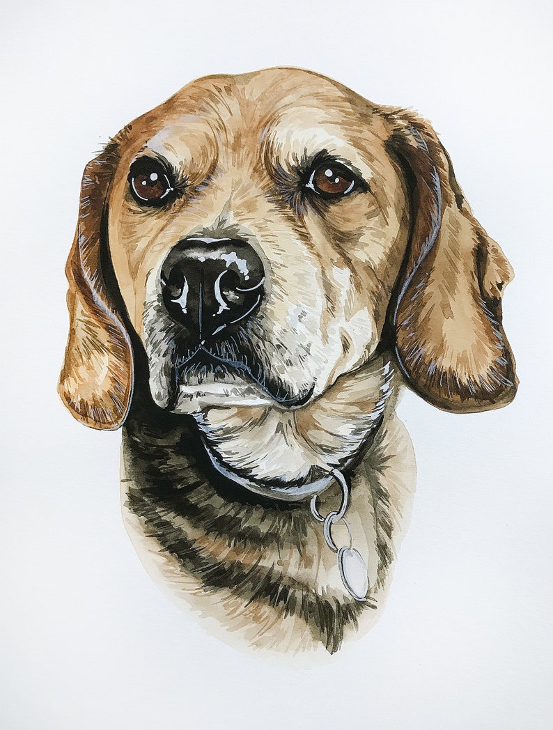 May include: Watercolor painting of a brown and white beagle dog with a silver collar. The dog is looking directly at the viewer with a serious expression.