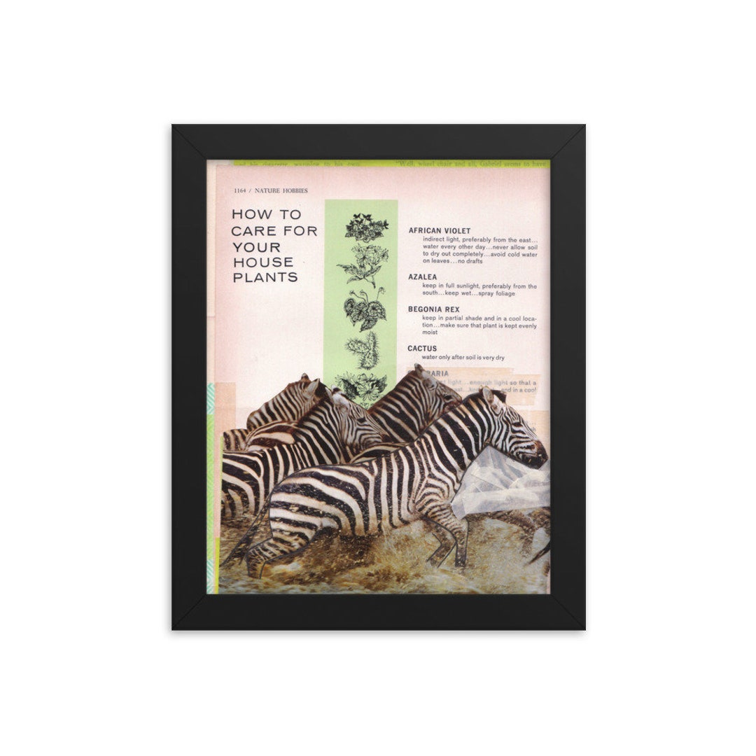 Zebras How to Care - Etsy Zebras How to Care - Etsy