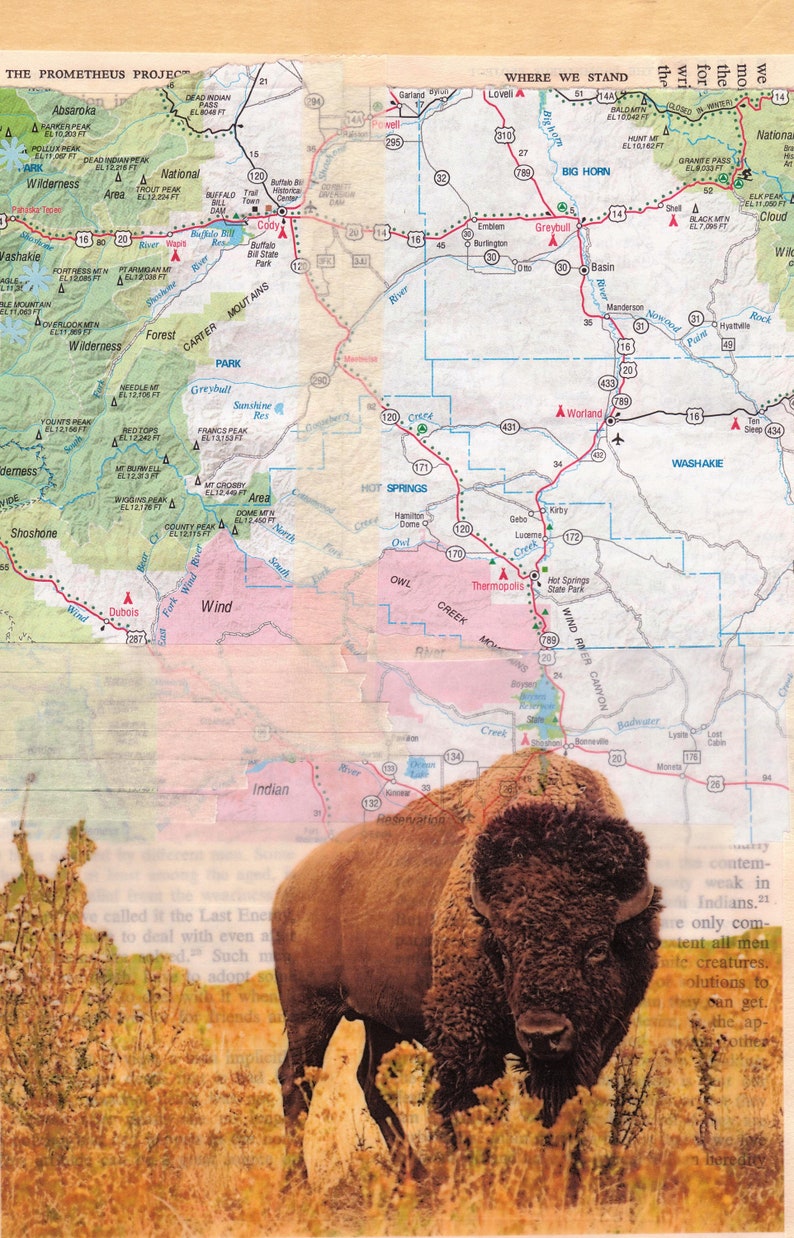 Lone Buffalo