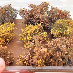 9 bushes 2-3 cm high version larger leaves DPwp-01.24
