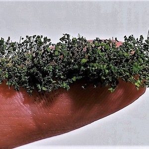 Tufts with leaves - 4 / 6 mm dark green leaves