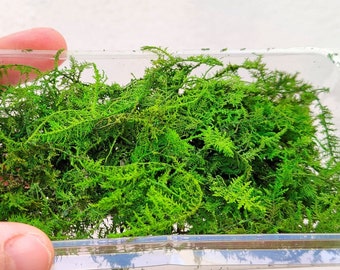 000 Preserved and colored micro fern nano fern