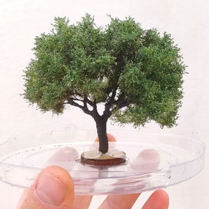 May include: A small, green, leafy tree model in a clear plastic container. The tree has a brown trunk and is sitting on a brown base.