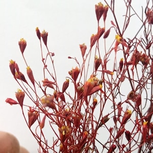 anti-tank flower red and yellow flowering bush for diorama