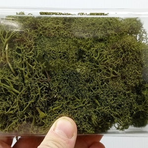 Autumn Green Icelandic Professional Lichen for Nativity Scenes and Dioramas