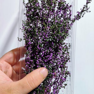 stabilized leaf bush Dark green with purple lavender flowers