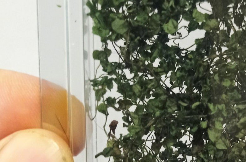 01 Realistic Dark Green Creeper Miniature Ivy Extra Support Etsy