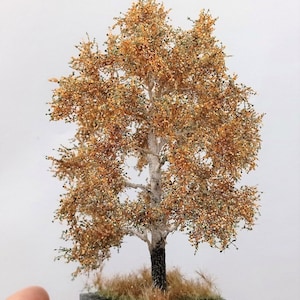 White poplar 12-16 cm 52-2205