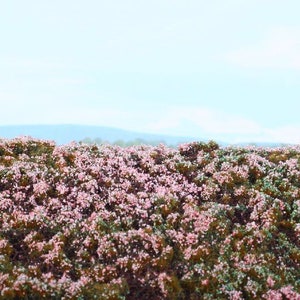 Heathland Flowering Bush Diorama F630 is a ready to use terrain as in the photo