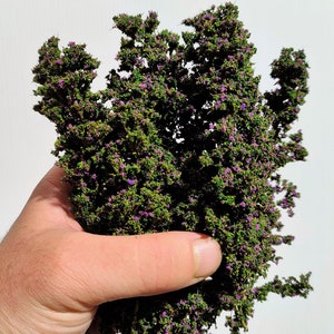 Green foliage, bush or tree canopy with purple flowers b21