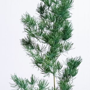 May include: A close-up of a green leafy plant with delicate, feathery branches. The plant is held in a hand, showcasing its intricate texture.