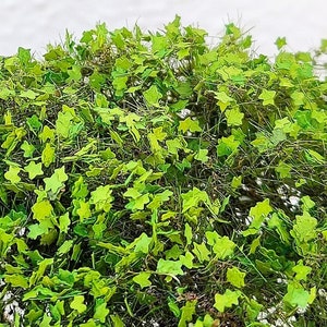 01 Burro – bush, climber, undergrowth with defined leaves 303-21